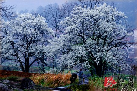 农村风光 - 临武县人民政府-新门户