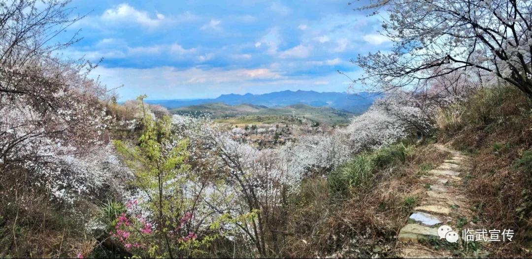 首页 走进临武 临武旅游 旅游景点  落英缤纷,市民慕名而来,流连观赏.