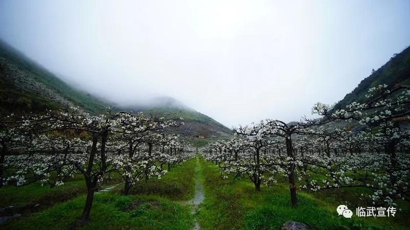 临武县水东镇千亩梨花开静待游客来