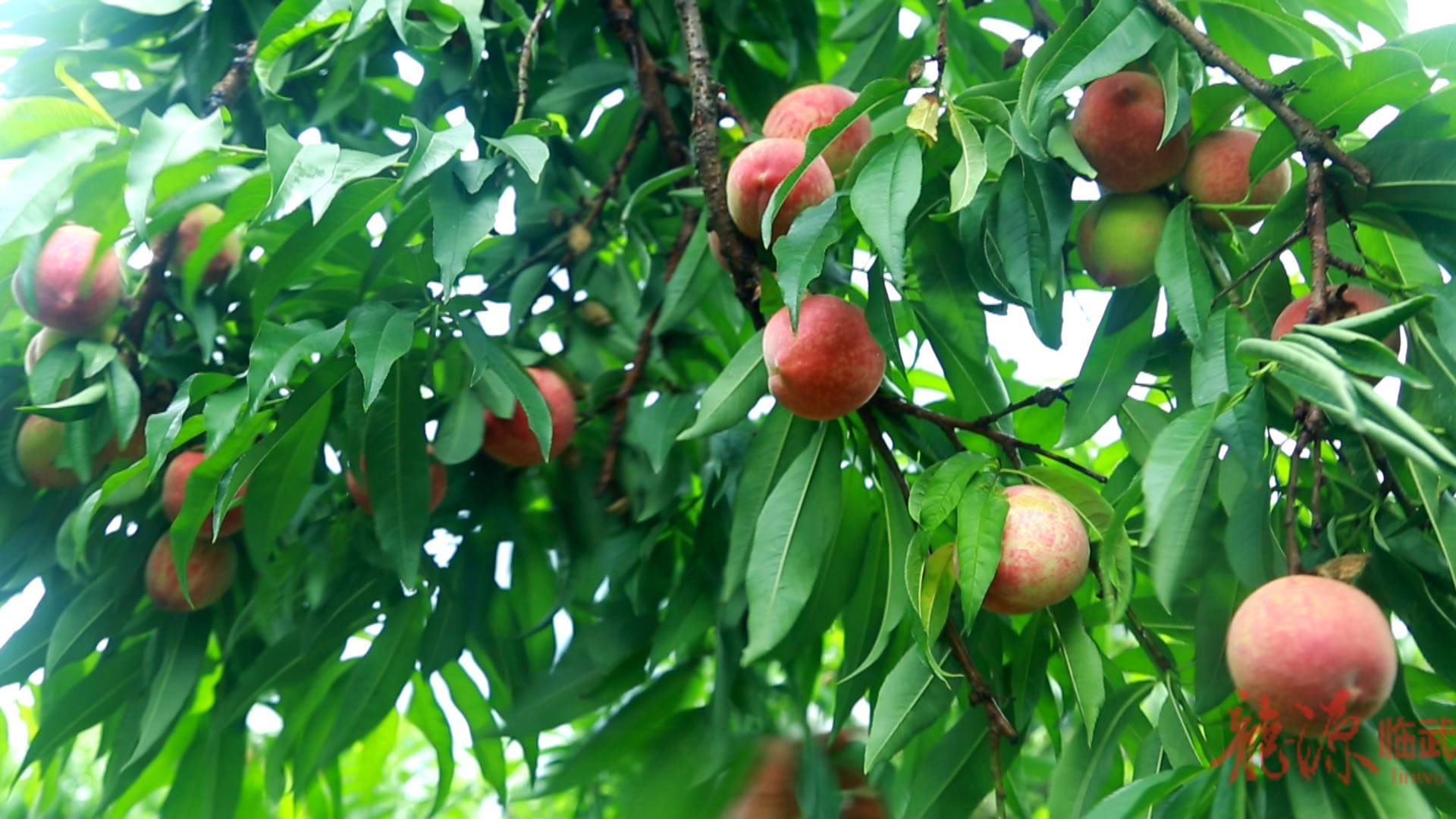 黄皮山上桃香满园