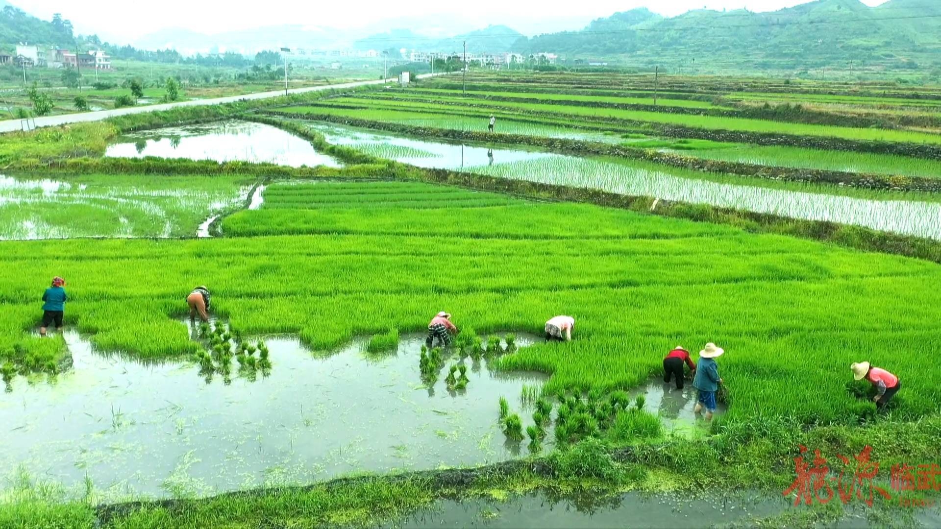 临武县金江镇:两千余亩黑水稻插秧 农业综合体初显形