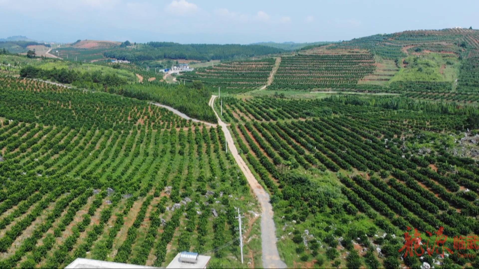 临武县南强镇:香塘村800亩柑橘"初长成"