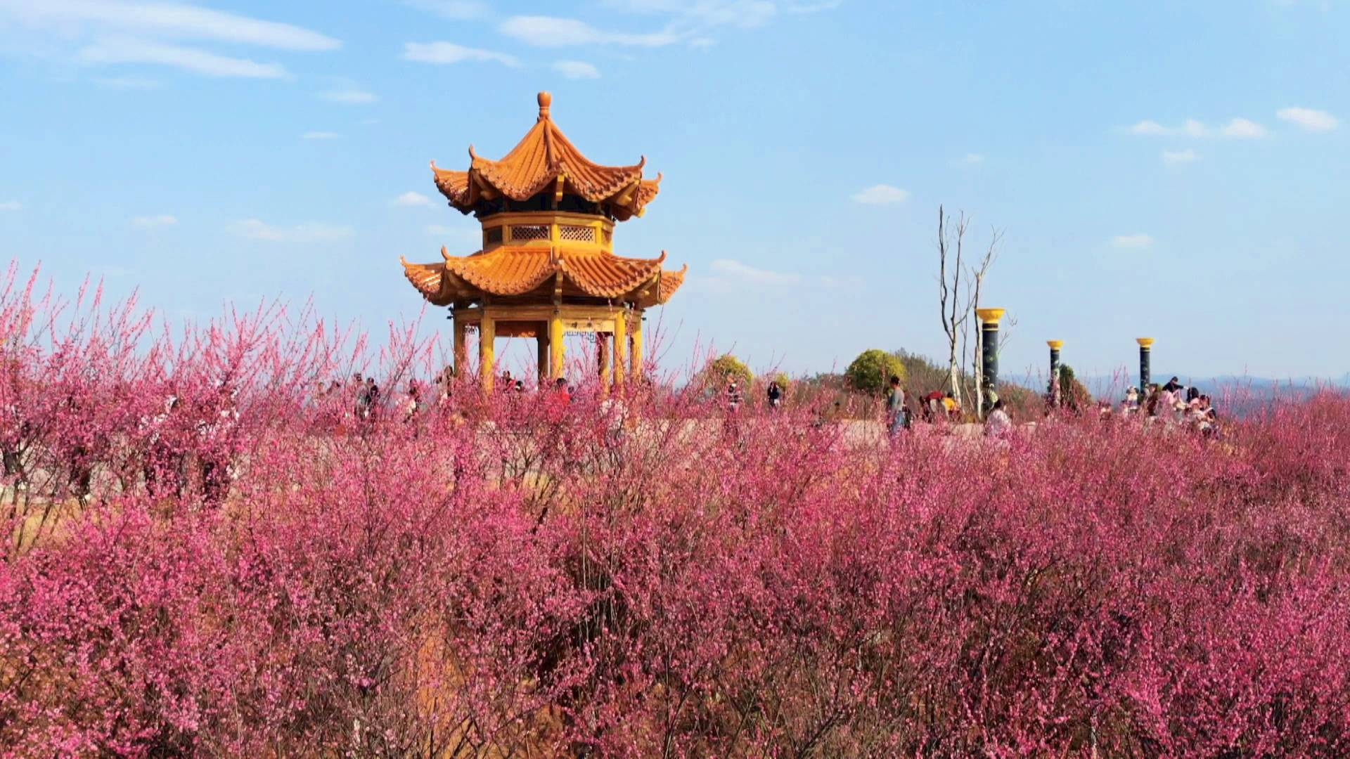 临武县黄龙山植物园红梅盛开迎春来